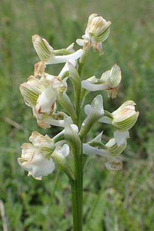 Anacamptis morio \ Salep-Knabenkraut, Kleines Knabenkraut / Green-Winged Orchid (Farbvariante / Color-Variant), A  Seewinkel, Apetlon 8.5.2022 