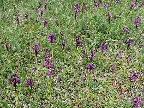 Anacamptis morio \ Salep-Knabenkraut, Kleines Knabenkraut / Green-Winged Orchid, A  Seewinkel, Apetlon 8.5.2022 