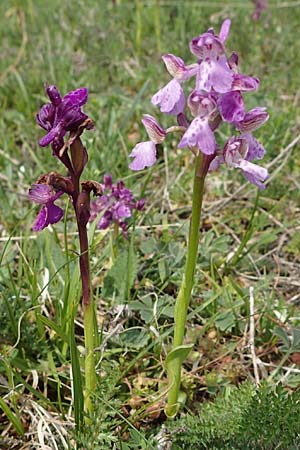 Anacamptis morio \ Salep-Knabenkraut, Kleines Knabenkraut / Green-Winged Orchid, A  Seewinkel, Apetlon 8.5.2022 