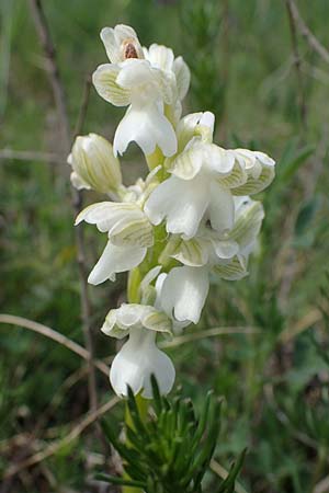 Anacamptis morio \ Salep-Knabenkraut, Kleines Knabenkraut / Green-Winged Orchid (Farbvariante / Color-Variant), A  Seewinkel, Apetlon 8.5.2022 