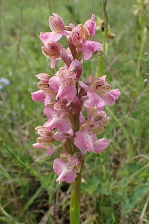 Anacamptis morio \ Salep-Knabenkraut, Kleines Knabenkraut / Green-Winged Orchid, A  Seewinkel, Apetlon 8.5.2022 