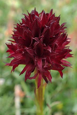 Nigritella austriaca \ Österreichisches Kohlröschen / Austrian Vanilla Orchid, A  Trenchtling 3.7.2019 