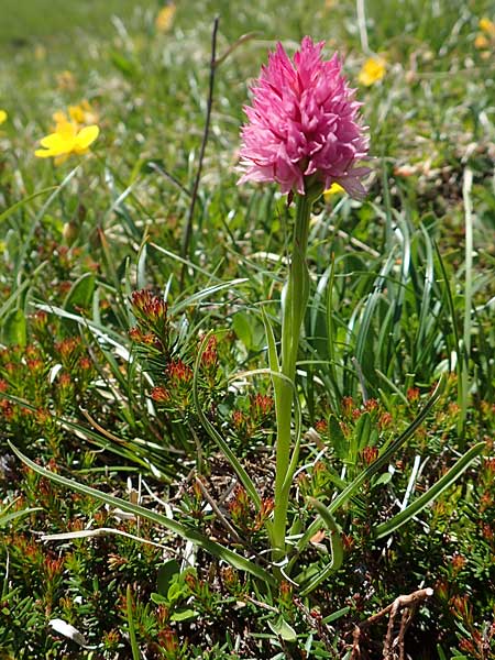 Nigritella archiducis-joannis \ Erzherzog-Johann Kohlröschen, A  Lawinenstein 5.7.2020 