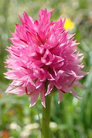 Nigritella archiducis-joannis \ Erzherzog-Johann Kohlröschen, A  Lawinenstein 5.7.2020 