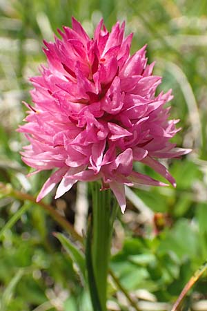 Nigritella archiducis-joannis \ Erzherzog-Johann Kohlröschen, A  Lawinenstein 5.7.2020 