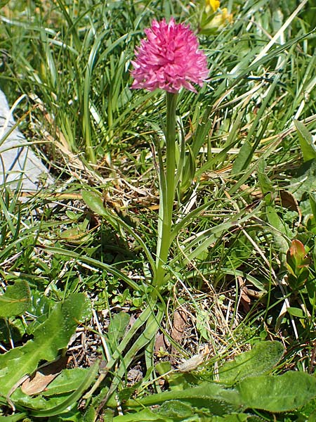 Nigritella archiducis-joannis \ Erzherzog-Johann Kohlröschen, A  Traweng 8.7.2020 