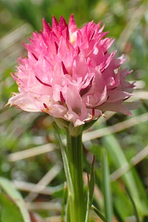 Nigritella widderi \ Widders Kohlröschen, A  Traweng 8.7.2020 