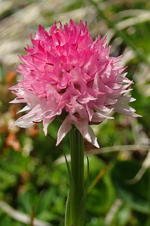 Nigritella widderi \ Widders Kohlröschen, A  Traweng 8.7.2020 