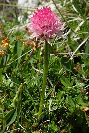 Nigritella widderi \ Widders Kohlröschen / Widder's Vanilla Orchid, A  Traweng 8.7.2020 