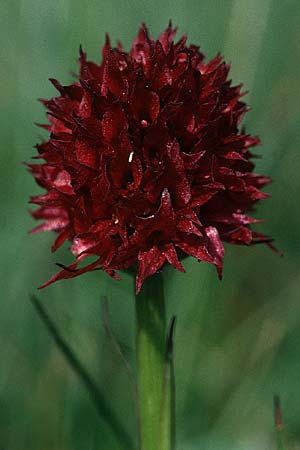 Nigritella austriaca \ Österreichisches Kohlröschen / Austrian Vanilla Orchid, A  Bürgeralm Aflenz 11.7.1995 