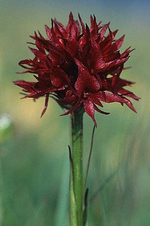 Nigritella austriaca \ Österreichisches Kohlröschen / Austrian Vanilla Orchid, A  Bürgeralm Aflenz 11.7.1995 