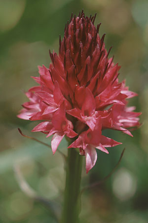 Nigritella bicolor \ Zweifarbiges Kohlröschen / Two-Colored Vanilla Orchid, A  Traweng 10.7.1995 