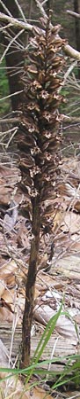 Neottia nidus-avis \ Vogel-Nestwurz / Bird's-Nest Orchid, A  Kärnten/Carinthia, Kleinobir 2.8.2011 