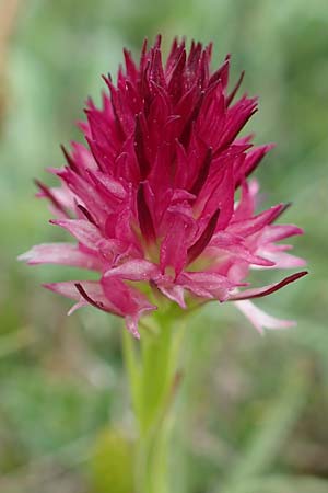 Nigritella graciliflora \ Schmalblütiges Kohlröschen, A  Trenchtling 3.7.2019 