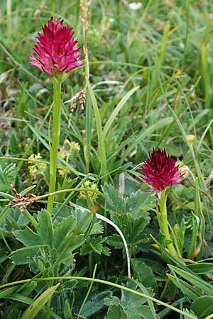 Nigritella graciliflora \ Schmalblütiges Kohlröschen, A  Trenchtling 3.7.2019 