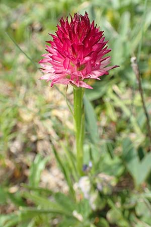 Nigritella graciliflora \ Schmalblütiges Kohlröschen, A  Trenchtling 3.7.2019 