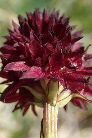 Nigritella rhellicani \ Schwarzes Kohlröschen, A  Nockberge, Eisentaler Höhe 10.7.2019 