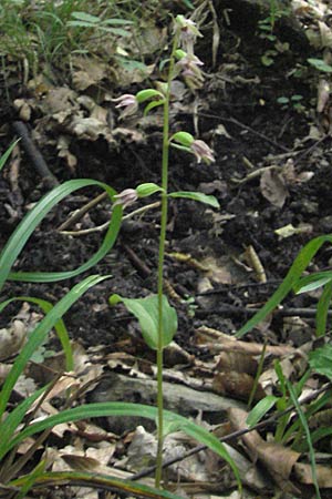 Epipactis nordeniorum \ Nordens Ständelwurz / Norden's Helleborine, A  Burgenland, Rumpersdorf 3.8.2011 