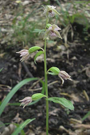 Epipactis nordeniorum \ Nordens Ständelwurz / Norden's Helleborine, A  Burgenland, Rumpersdorf 3.8.2011 