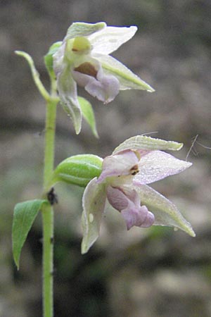 Epipactis nordeniorum \ Nordens Ständelwurz / Norden's Helleborine, A  Burgenland, Rumpersdorf 3.8.2011 