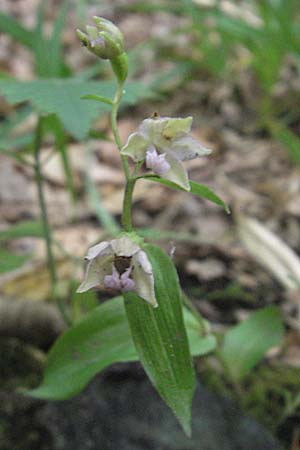 Epipactis nordeniorum \ Nordens Ständelwurz / Norden's Helleborine, A  Burgenland, Rumpersdorf 3.8.2011 