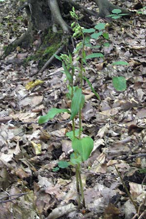 Epipactis nordeniorum \ Nordens Ständelwurz / Norden's Helleborine, A  Burgenland, Rumpersdorf 3.8.2011 