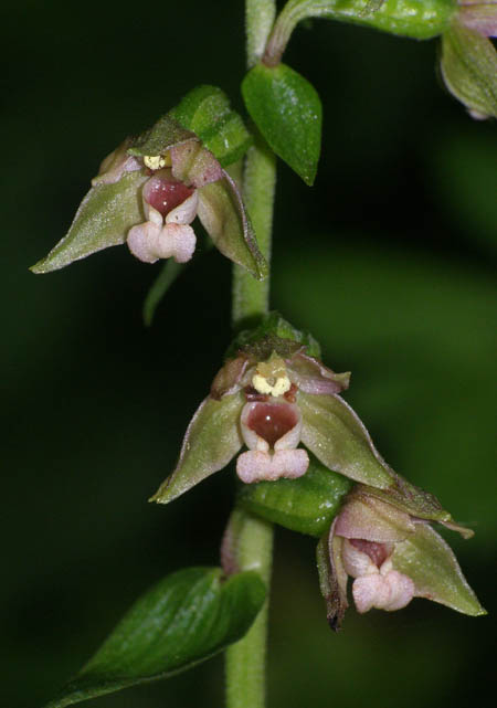 Epipactis nordeniorum \ Nordens Ständelwurz / Norden's Helleborine, A  Burgenland 15.8.2009 (Photo: Roko Cicmir)