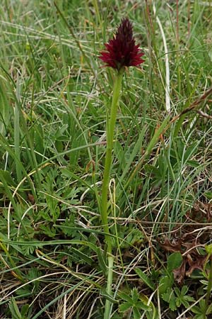 Nigritella rhellicani \ Schwarzes Kohlröschen, A  Osttirol, Golzentipp 11.7.2019 