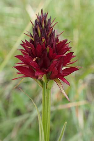 Nigritella rhellicani \ Schwarzes Kohlröschen, A  Osttirol, Golzentipp 11.7.2019 