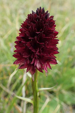 Nigritella rhellicani \ Schwarzes Kohlröschen / Vanilla Orchid, A  Osttirol, Golzentipp 11.7.2019 