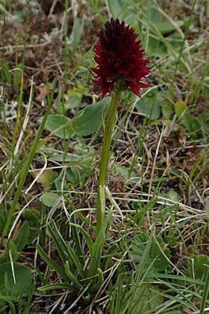 Nigritella rhellicani \ Schwarzes Kohlröschen, A  Osttirol, Golzentipp 11.7.2019 