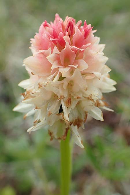 Nigritella rhellicani farbvariante_color-variant \ Schwarzes Kohlröschen / Vanilla Orchid, A  Osttirol, Golzentipp 12.7.2019 