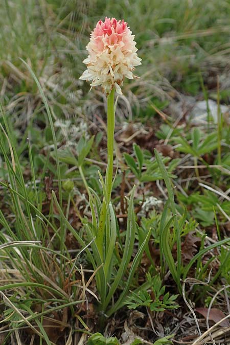 Nigritella rhellicani farbvariante_color-variant \ Schwarzes Kohlröschen / Vanilla Orchid, A  Osttirol, Golzentipp 12.7.2019 