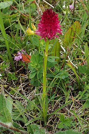 Nigritella rubra \ Rotes Kohlröschen, A  Rax 28.6.2020 