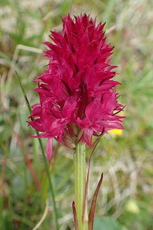 Nigritella rubra \ Rotes Kohlröschen, A  Rax 28.6.2020 