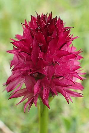 Nigritella rubra \ Rotes Kohlröschen / Red Vanilla Orchid, A  Rax 28.6.2020 