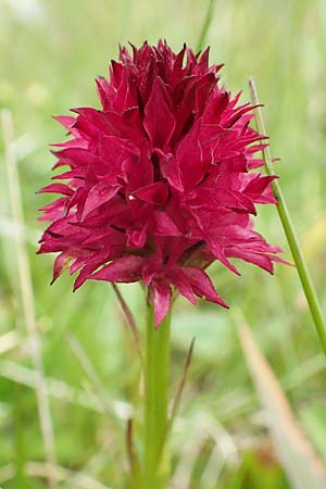 Nigritella rubra \ Rotes Kohlröschen / Red Vanilla Orchid, A  Rax 28.6.2020 