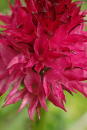 Nigritella rubra \ Rotes Kohlröschen, A  Rax 28.6.2020 