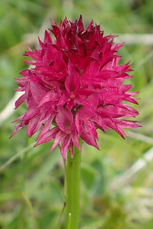 Nigritella rubra \ Rotes Kohlröschen / Red Vanilla Orchid, A  Rax 28.6.2020 