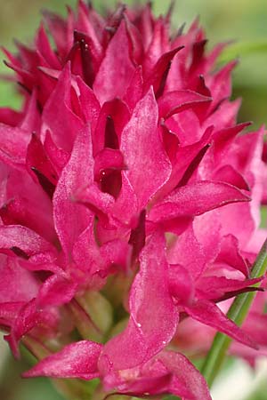 Nigritella rubra \ Rotes Kohlröschen / Red Vanilla Orchid, A  Rax 28.6.2020 