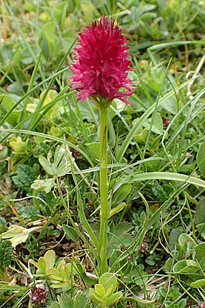 Nigritella rubra \ Rotes Kohlröschen / Red Vanilla Orchid, A  Schneealpe 30.6.2020 