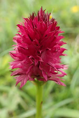 Nigritella rubra \ Rotes Kohlröschen / Red Vanilla Orchid, A  Schneealpe 30.6.2020 