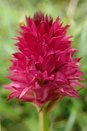 Nigritella rubra \ Rotes Kohlröschen / Red Vanilla Orchid, A  Schneealpe 30.6.2020 