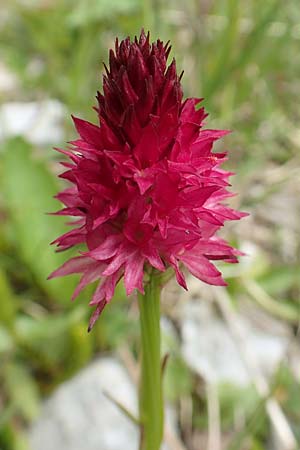 Nigritella rubra \ Rotes Kohlröschen / Red Vanilla Orchid, A  Schneealpe 30.6.2020 