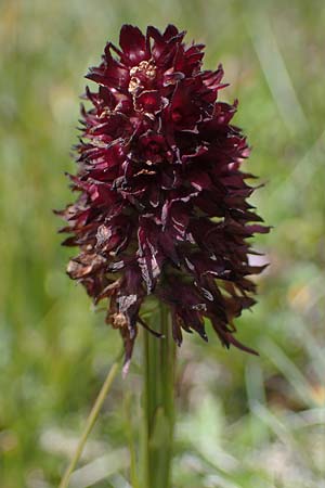 Nigritella rhellicani \ Schwarzes Kohlröschen / Vanilla Orchid, A  Wölzer Tauern, Kleiner Zinken 24.7.2021 