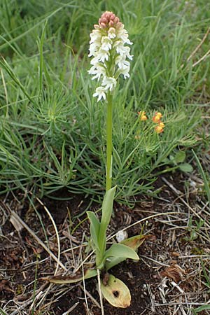 Neotinea ustulata \ Brand-Knabenkraut / Burnt Orchid (Teil-Farbvariante / partial color variant), A  Perchtoldsdorf 7.5.2022 