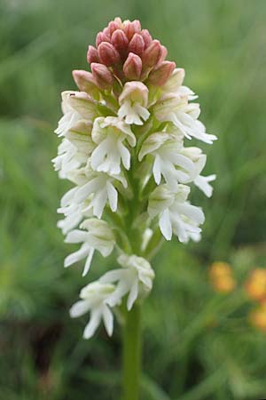 Neotinea ustulata \ Brand-Knabenkraut / Burnt Orchid (Teil-Farbvariante / partial color variant), A  Perchtoldsdorf 7.5.2022 
