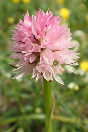 Nigritella widderi \ Widders Kohlröschen / Widder's Vanilla Orchid, A  Trenchtling 3.7.2019 