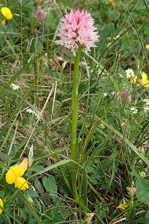 Nigritella widderi \ Widders Kohlröschen / Widder's Vanilla Orchid, A  Trenchtling 3.7.2019 