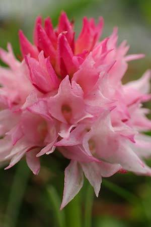 Nigritella widderi / Widder's Vanilla Orchid, A  Schneealpe 30.6.2020 